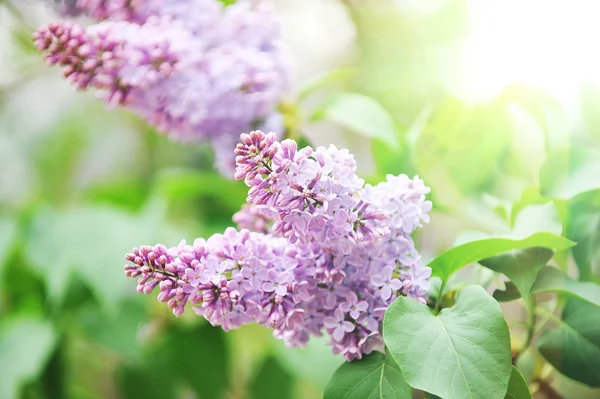 Twigs purple lilacs — Stock Photo, Image