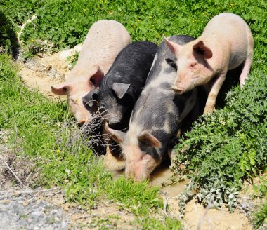 Four pigs in a gutter clipart