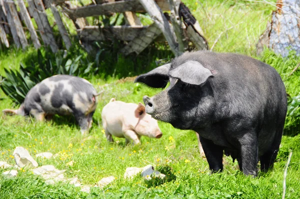 Três porcos em um prado — Fotografia de Stock