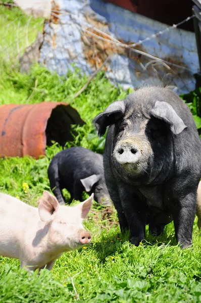 牧草地の 3 つの豚 — ストック写真