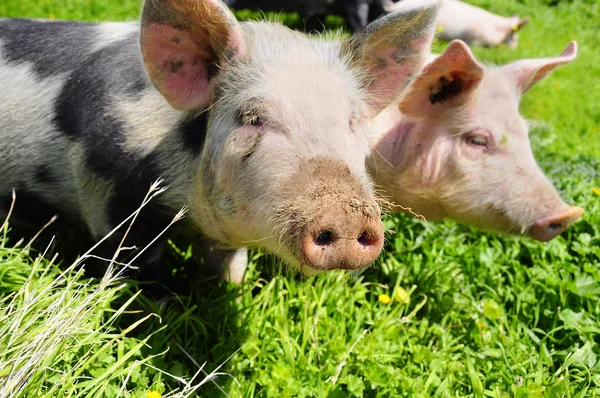 stock image Two pigs on a meadow