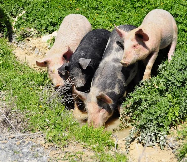 Quatro porcos numa sarjeta — Fotografia de Stock