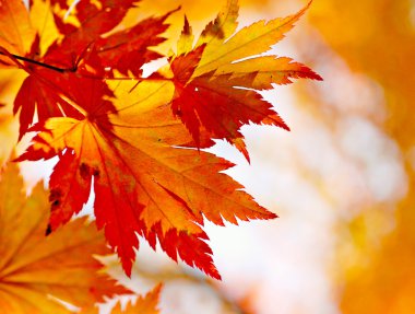 Autumnal maple leaves in blurred background clipart