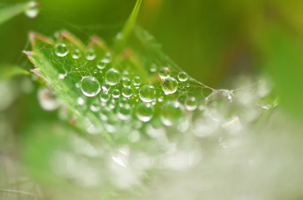 Dew drops on green leaf, macro — Stock Photo, Image
