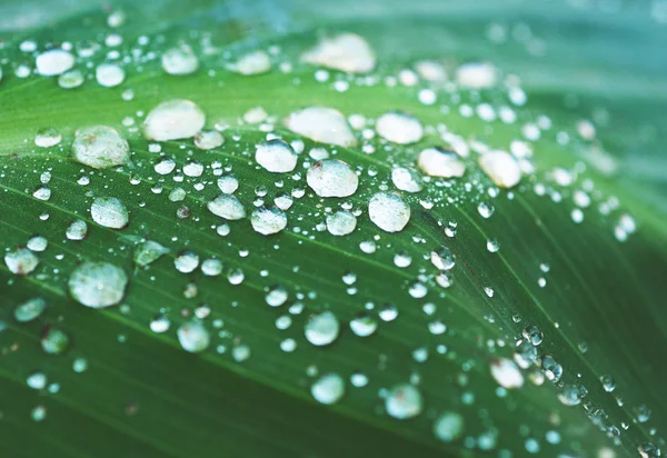 Water drops on green lef, dew — Stock Photo, Image