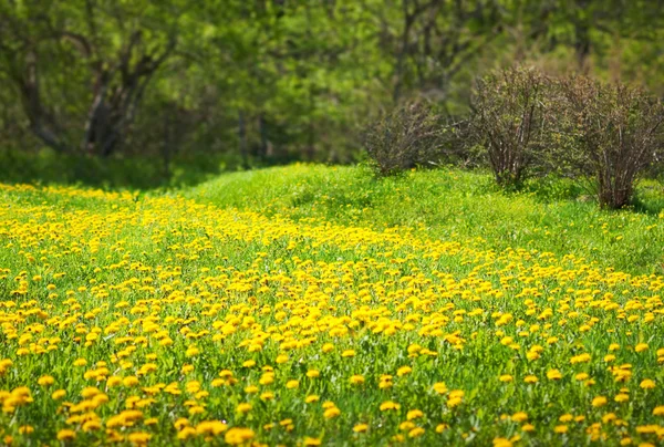 stock image Dandelion meadow, spring scene