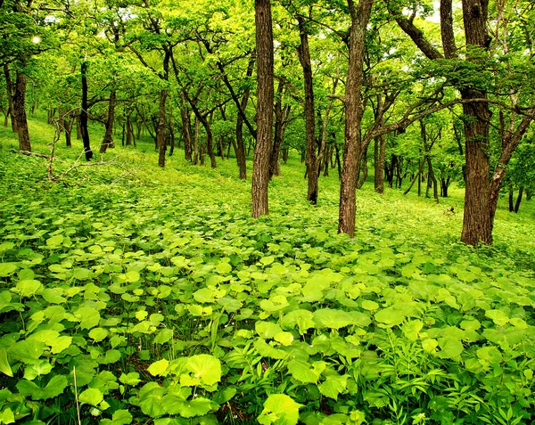 Giovane foresta di primavera — Foto Stock
