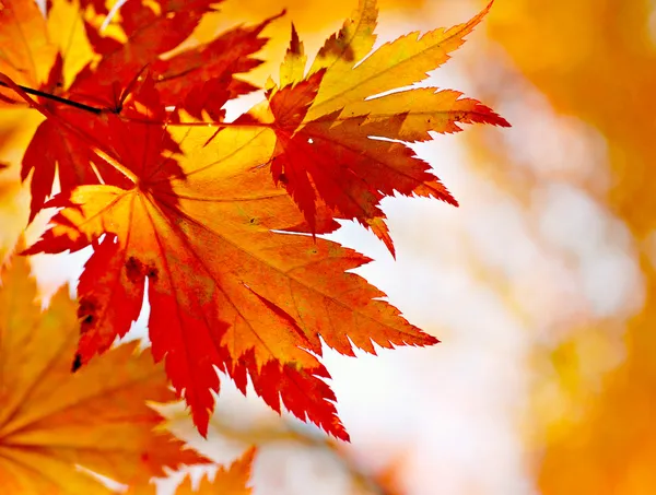 Podzimní javorové listy v rozmazaném pozadí Royalty Free Stock Obrázky