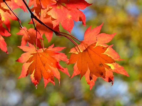 Κόκκινο σφενδάμνου φθινόπωρο φύλλα, χρυσή — Φωτογραφία Αρχείου