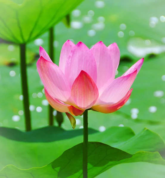 stock image Pink lotus