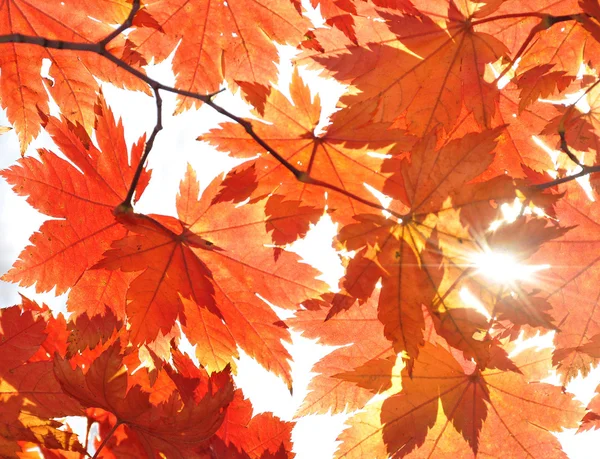 Outono, folhas de bordo — Fotografia de Stock