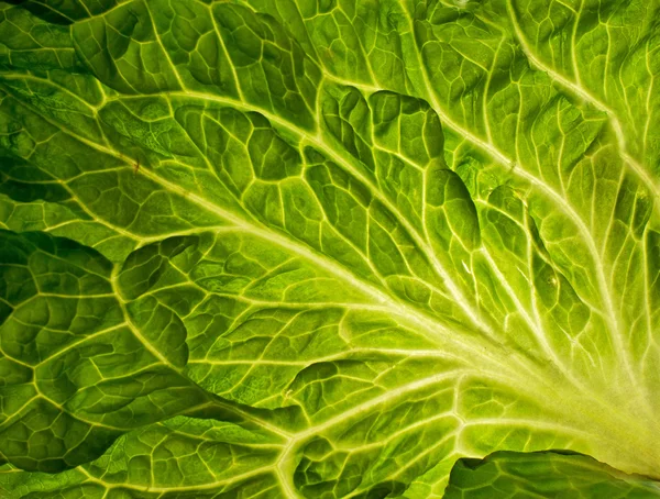 stock image Green leaf, texture or background