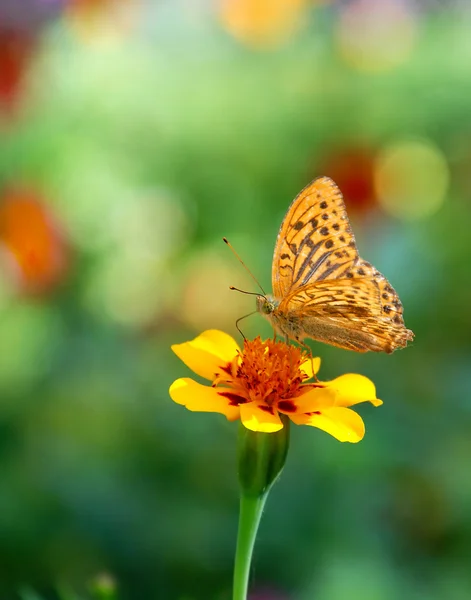 Papillon sur fleur, scène d'été — Photo