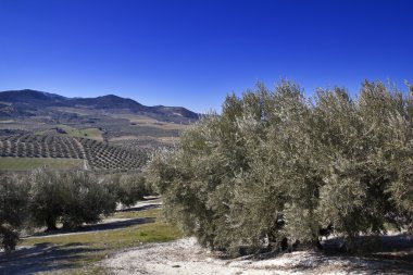 Olive grove