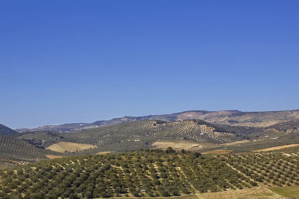 Blick auf die Felder in Andalusien. — Stockfoto