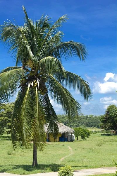 Hütte und Palme in cienfuegos. — Stockfoto