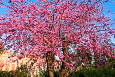 Ciutadella Park. Barcelona clipart