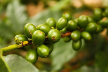 Coffee plants to mature. clipart