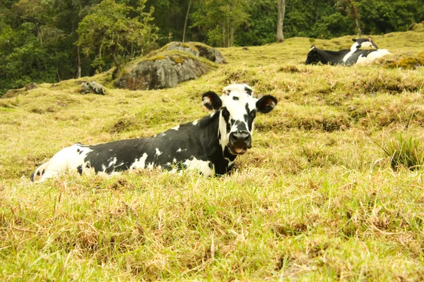 Αγελάδα. κοιλάδα της Κολομβίας. — Φωτογραφία Αρχείου