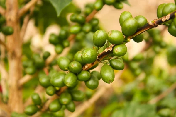 咖啡植物成熟. — 图库照片