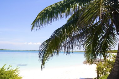 Palm in Beach of Cayo Santa Maria. clipart