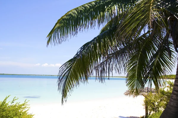 Palm in strand van cayo santa maria. — Stockfoto