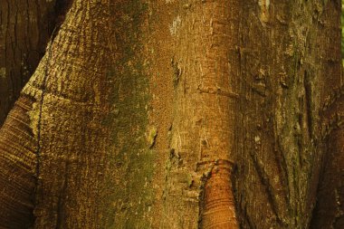 Detail of Ceiba, tropical tree, Background clipart