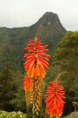 Tropical flower, Colombia clipart