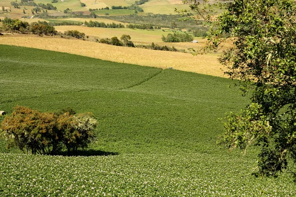 stock image Meadows and fields in an Andean valley