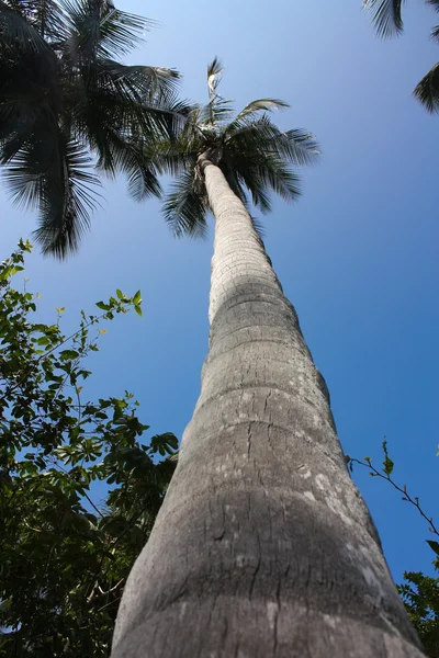Dłoni. Las tropikalny. Park Narodowy Tayrona. Kolumbia — Zdjęcie stockowe