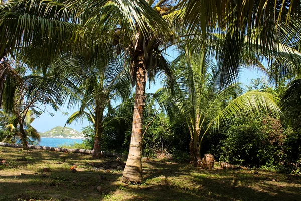 Forêt tropicale le long de la mer des Caraïbes — Photo
