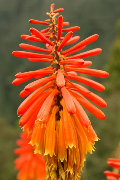 Тропический цветок — стоковое фото