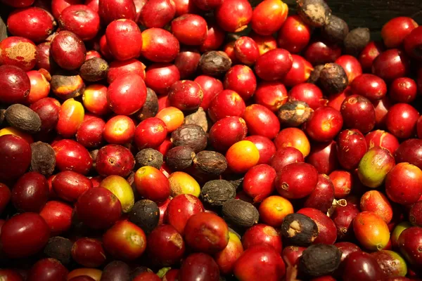 Grupo de granos de café orgánicos . — Foto de Stock