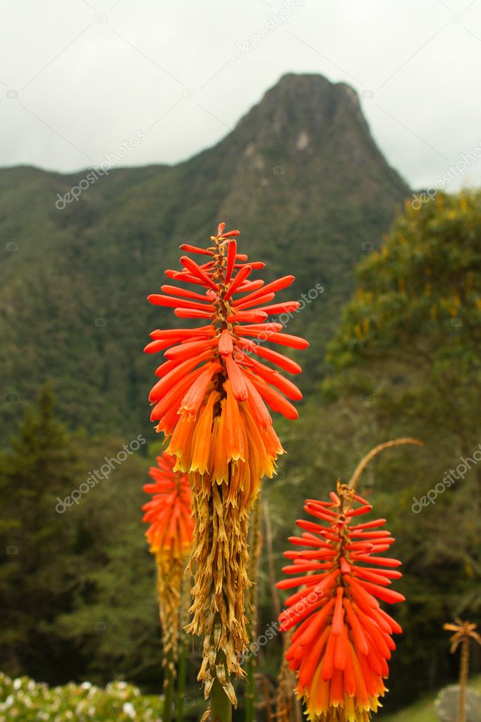 Tropical flower, Colombia