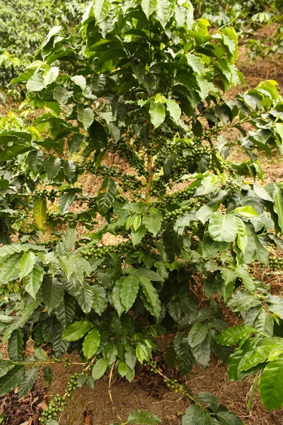 Coffee plants to mature. — Stock Photo, Image