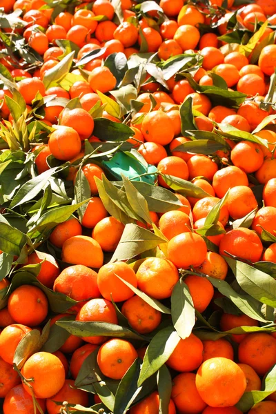 Frukt orange närbild — Stockfoto