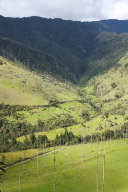 Cocora valley. clipart