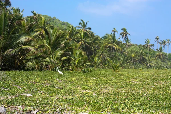Тропические леса вдоль Карибского моря — стоковое фото