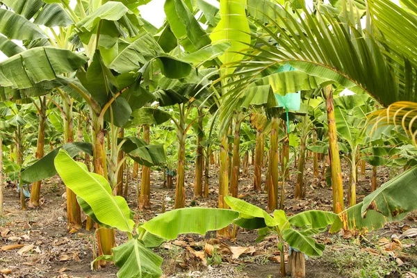 Banana monoculture — Stock Photo, Image