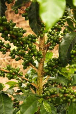 Coffee plants to mature. clipart