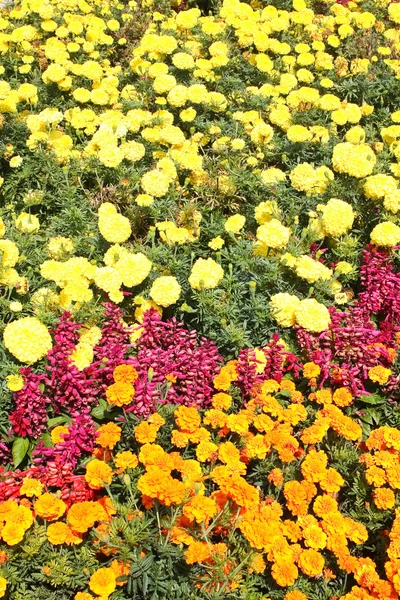 Giardino botanico con fiori — Foto Stock