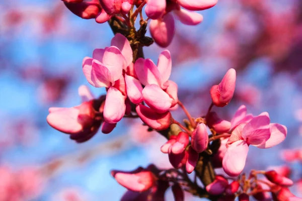 stock image Japanese Cherry Blossom closed.