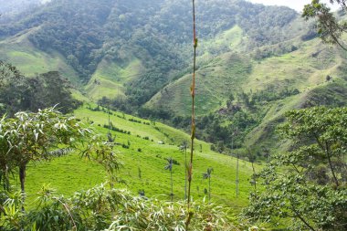 cocora Vadisi.