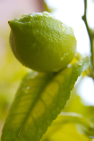 Citron frukt på träd — Stockfoto