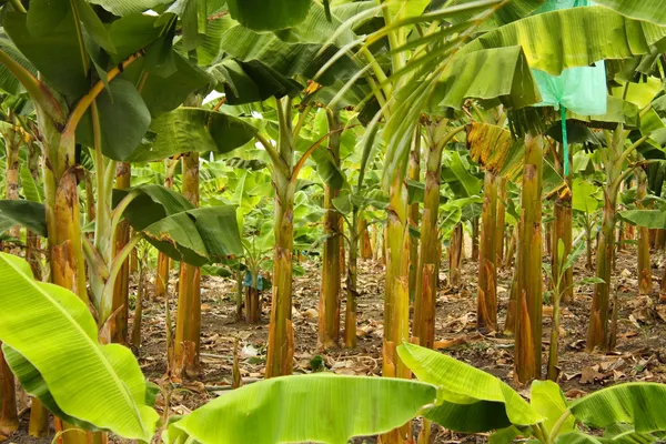 Monocultura de banana — Fotografia de Stock