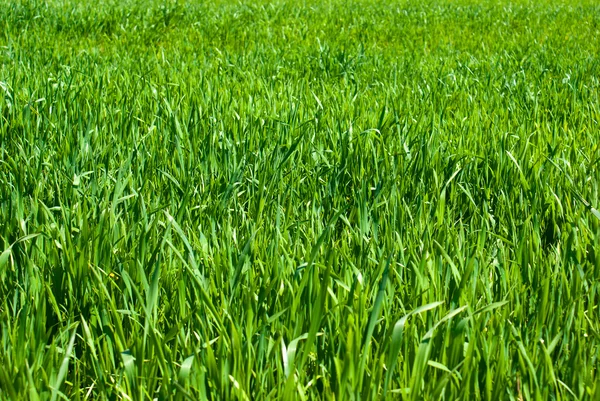 stock image Natural green grass field as background