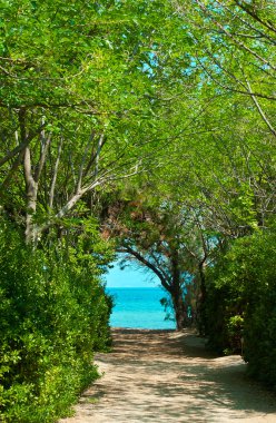 Pathway in green forest to the beach