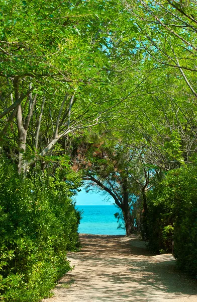 Pathway in green forest to the beach — Stock Photo, Image
