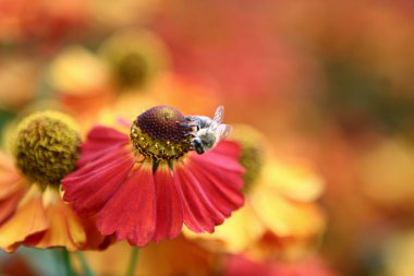 Bumblebee on the orange flower clipart