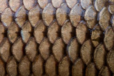 Fish scales texture clipart